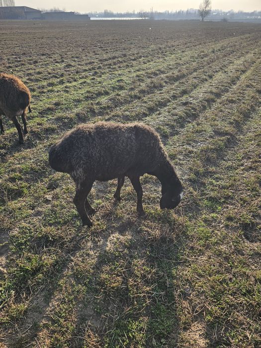 Ona bola qoy sotiladi