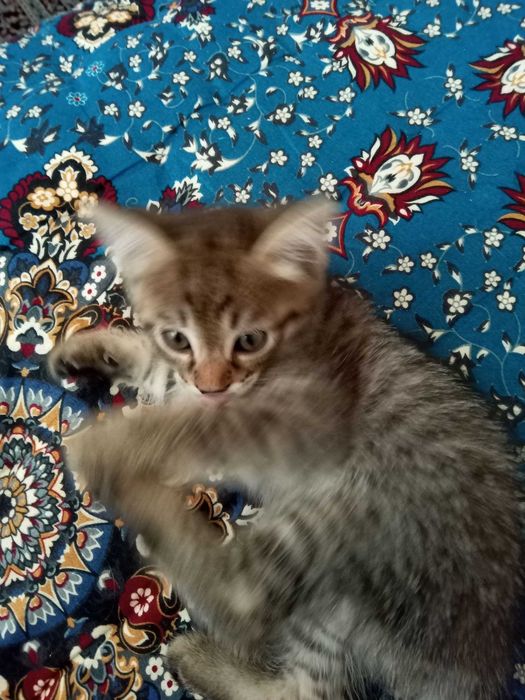 Отдам котенка хорошие руки