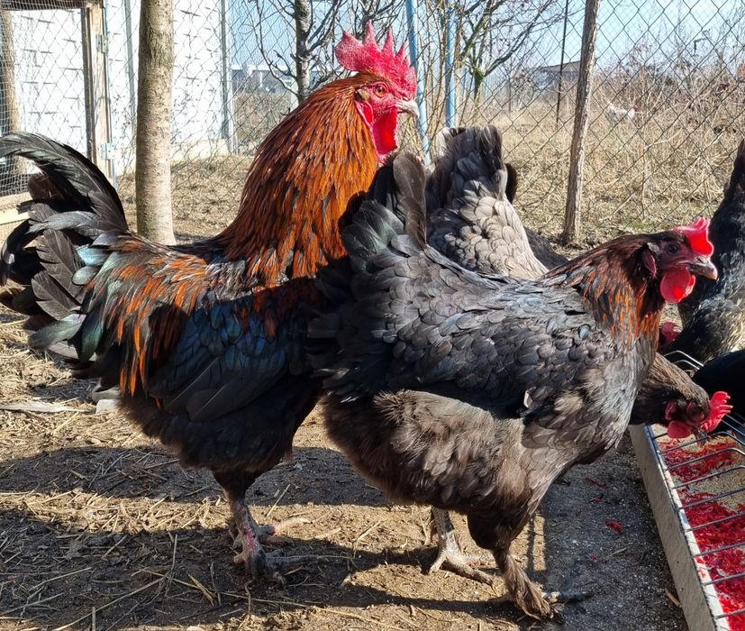 Oua pentru incubat  wyadotte,new hampshire,pita pinta,araucana, amerau