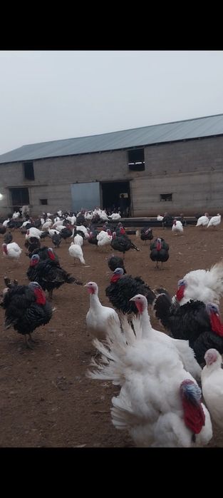 ПРОДОЕТСЯ индюки породные