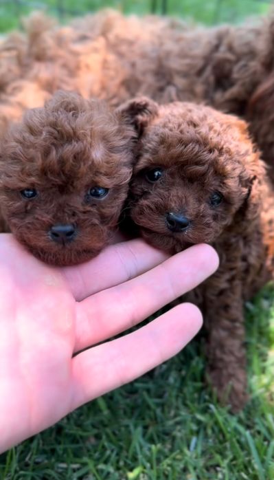 Той Пудел / Toy Poodle
