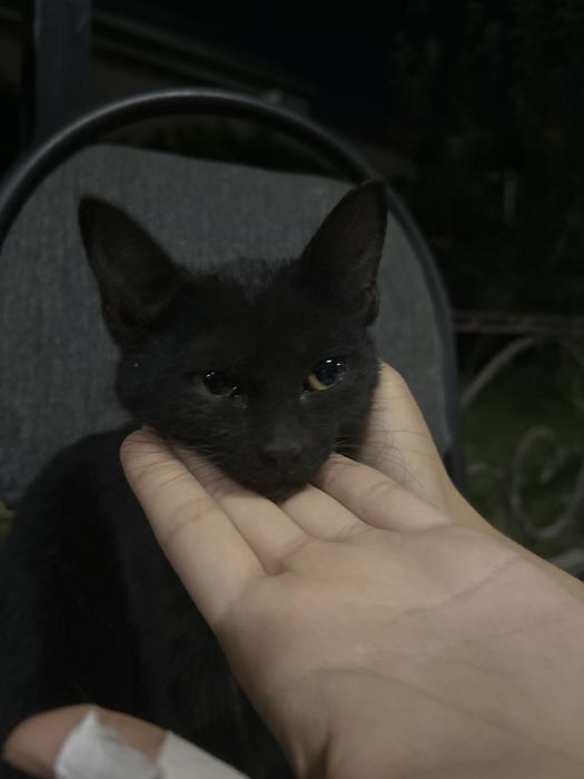 Кошка в добрые руки, 3 месяца