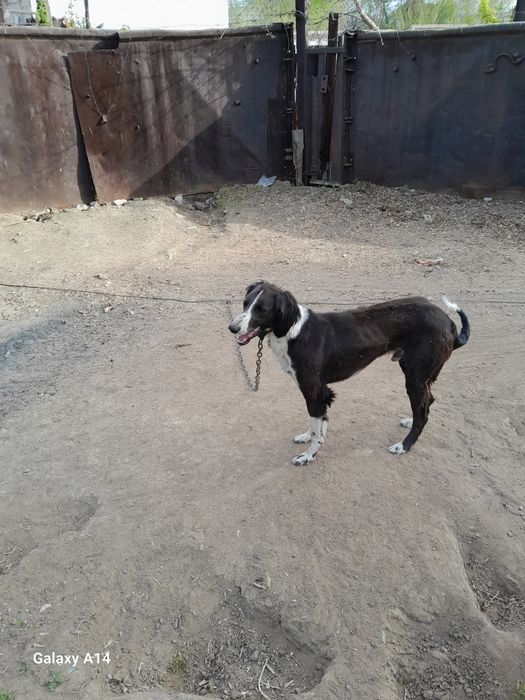 Продам собак казахский тазы