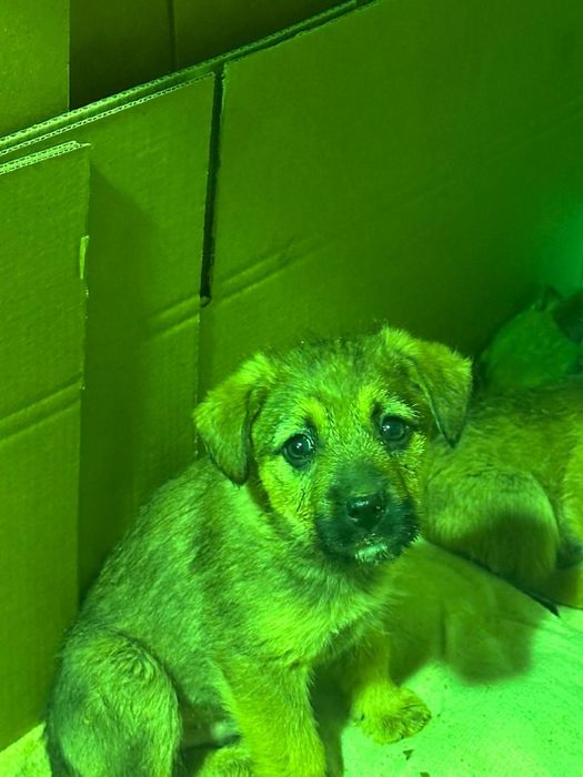 Дарю щенят!       .