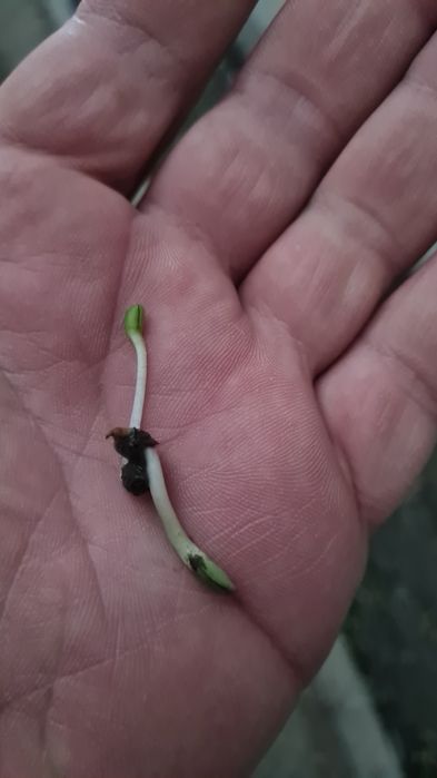 Доставка есть по городу