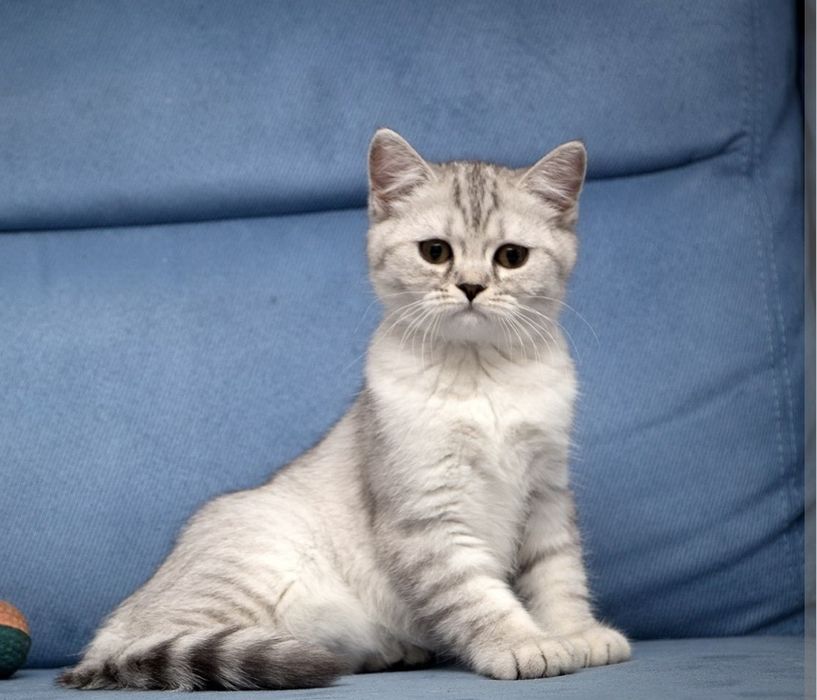 Скоттиш Страйт котята