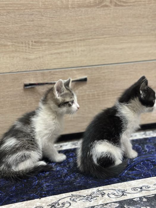 отдам котят мальчики 3 месяца