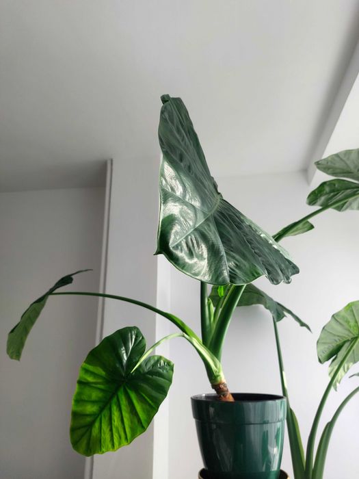 Vand Alocasia matura ( 2 ani)