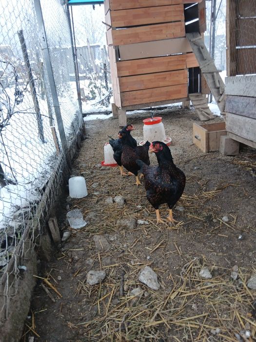 Vând combatant indian