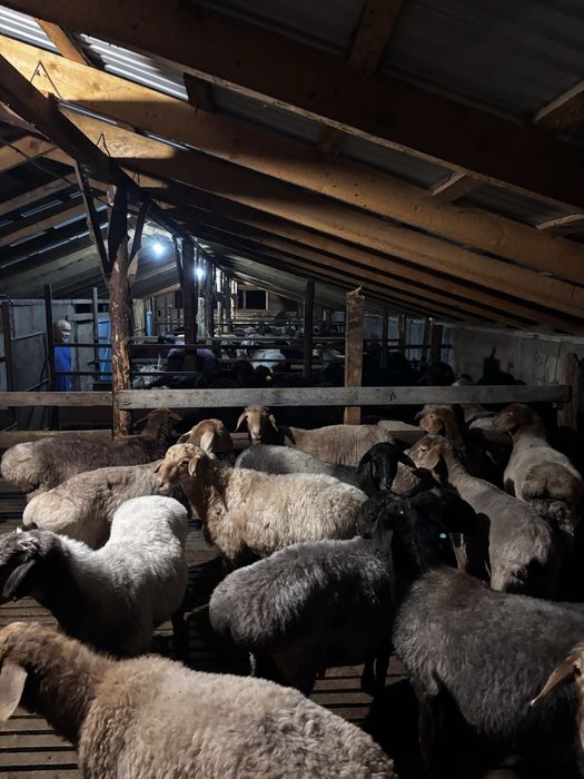 Барашки-баранина / Кой еты