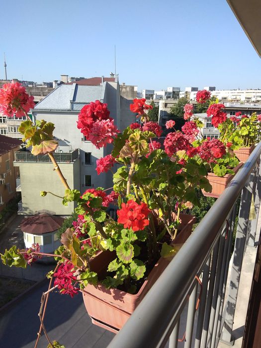 Резници на мушкато,сакъзче, налба, 1 бр. за 0,90ст, различни цветове