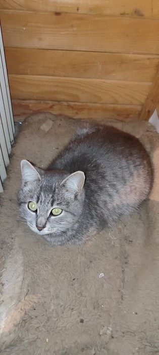 Мысық, кошка, котят