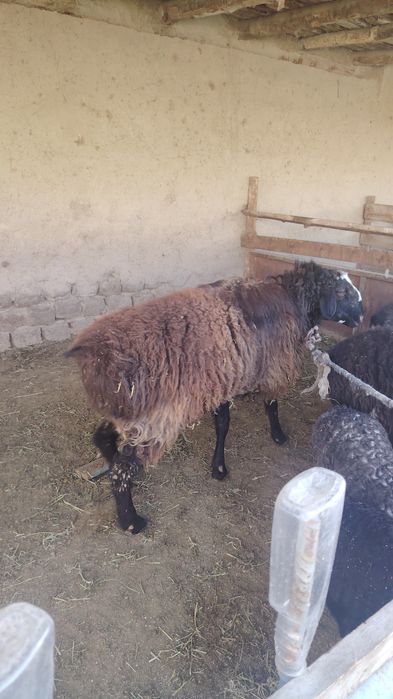 4 tish qo'chqor sotiladi.