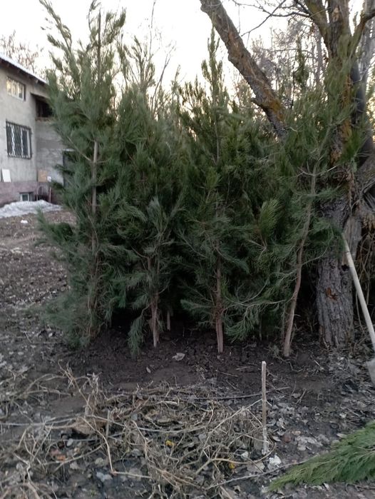 Туи, Ели, фруктовые саженцы..