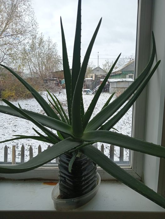 Распродажа Алоэ Вера 5 лет . 2000 тг