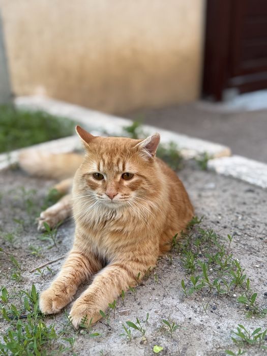 Котик в добрые руки