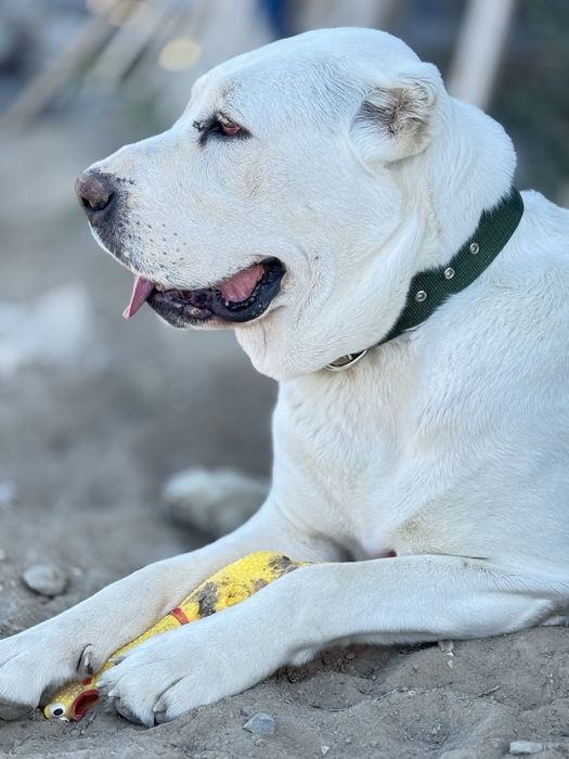 Ищем кобеля для вязки