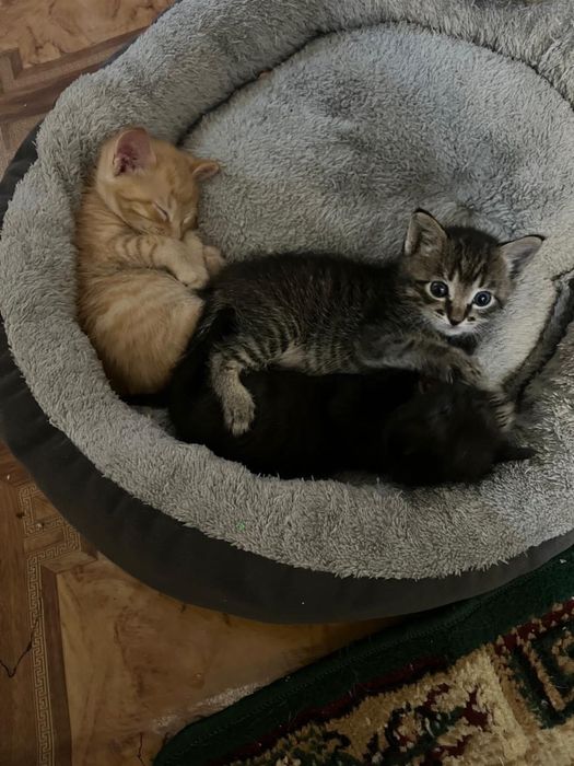 Котята бесплатно