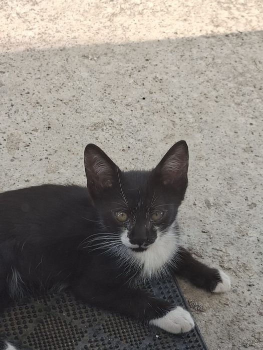 Pisicuție drăguțe gata pentru adopție