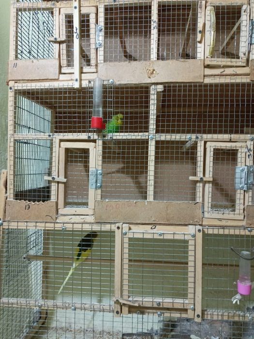 Волнистые Попугаичики