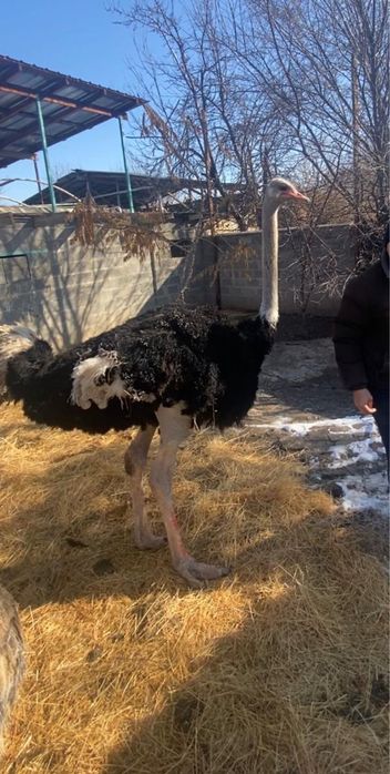 Страусята, Черный африканский страус страусы