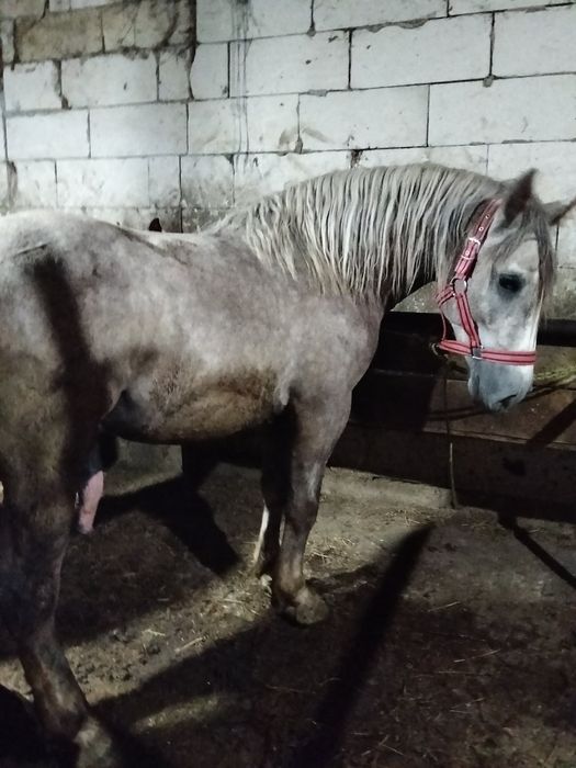 De vânzare manz varsta 2 ani