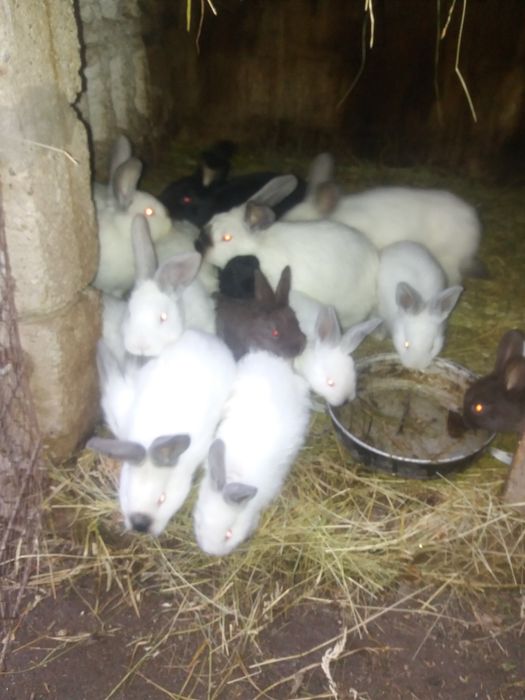 Iepuri mări mici de crescut