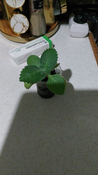 Комнатные цветы)