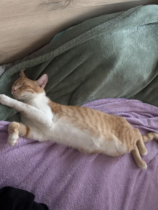 Подарявам мъжко коте