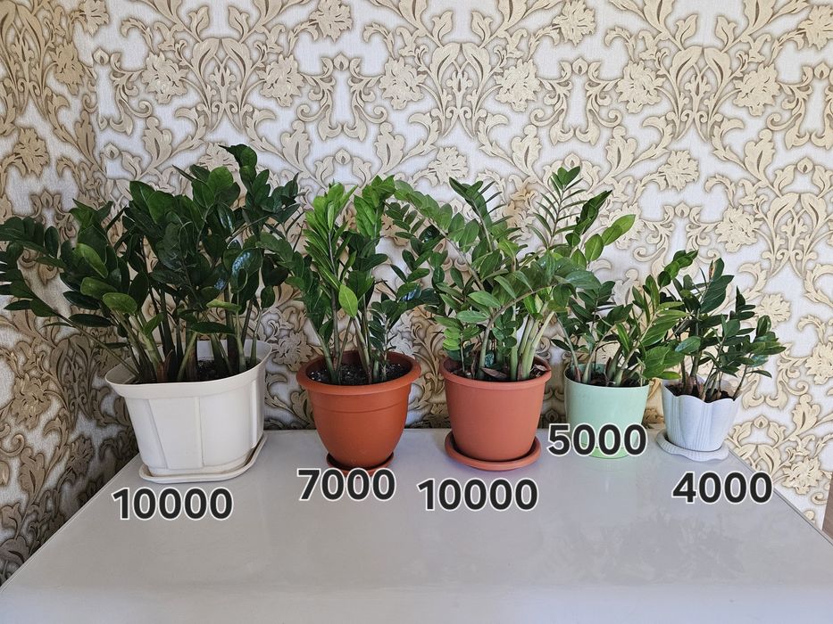 Продам комнатные цветы