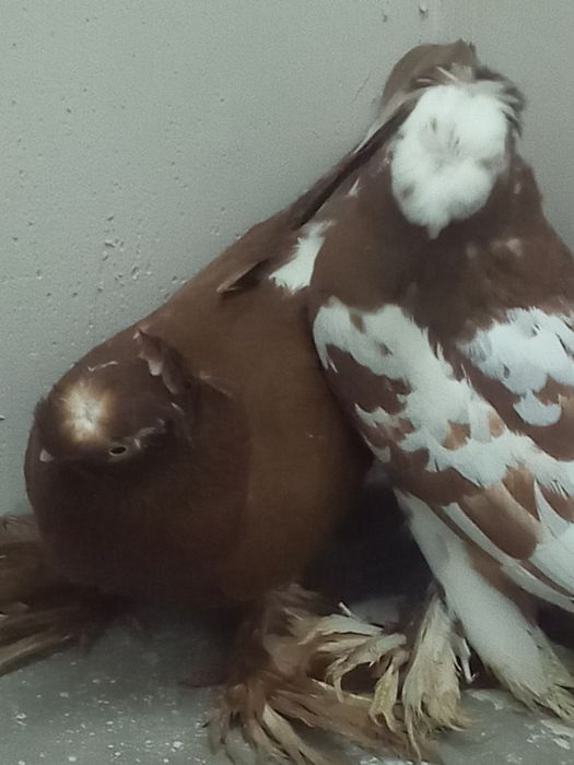 Продаётся пара чини двухчубые