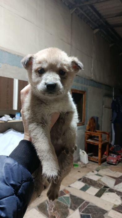 Отдам щенков Хаски в хорошие руки