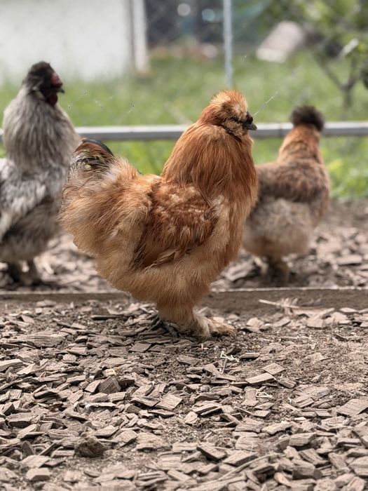 Продавам чифтове копринки
