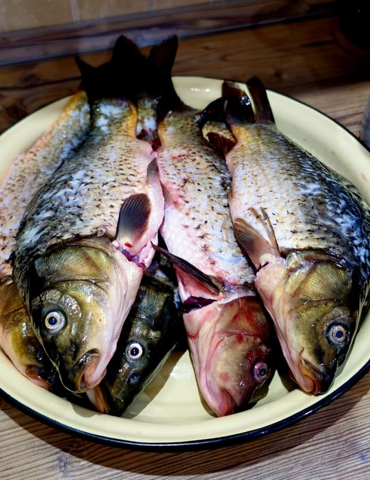 Сазан, свежий !!