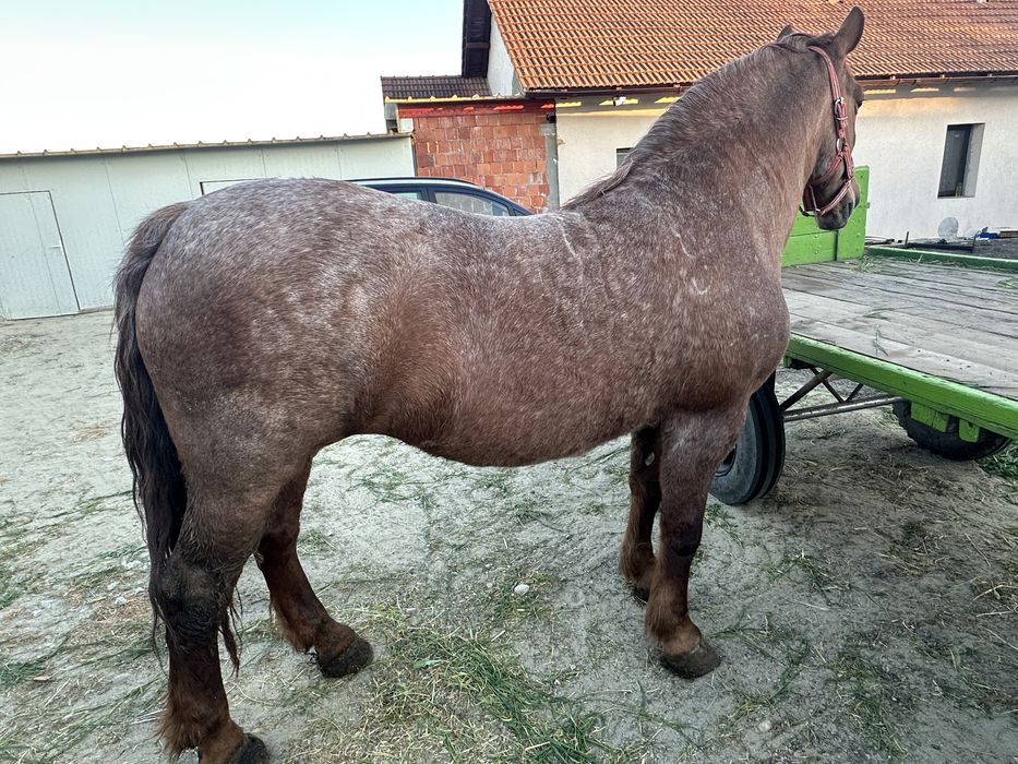 De vanzare iapă merge pe 11 ani