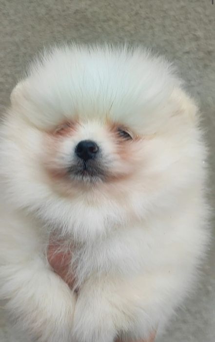 Померан померанче