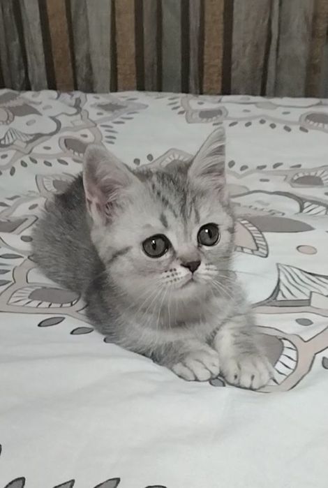 Две девочки. Скоттиш Страйт.