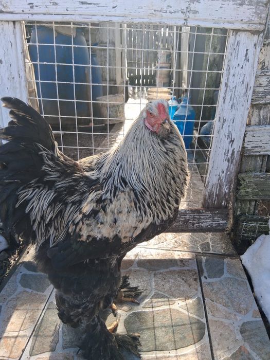 Gaini diferite rase, cocosi albi,cocosi Brahma,oua