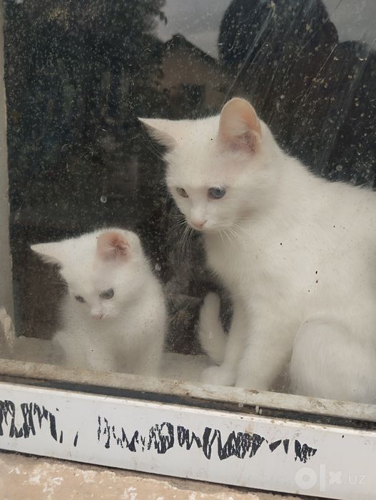 Продаёться котёнок 2 месяца