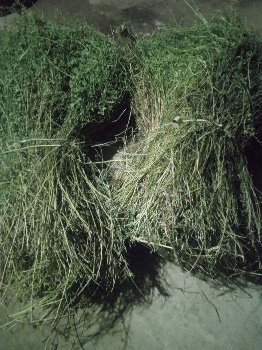 Тез ва арзон нархда беда сотилади, манзил Пешку Тумани Коракалпок МФЙ