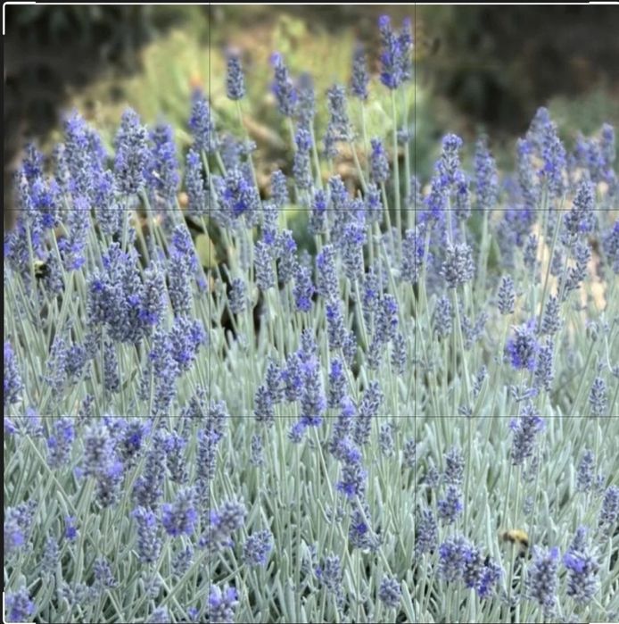 Продам цветы разных видов ,кустарники .