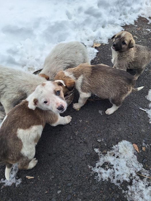 Отдам щенят средней породы