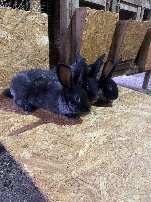 Продам кроликов крольчат