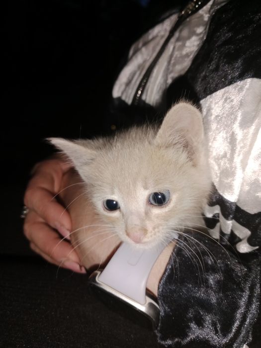 Котенок мальчик  .