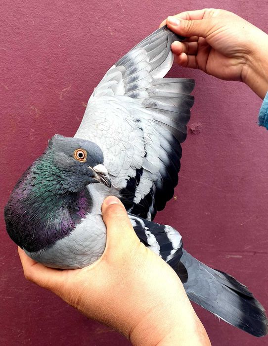 Sârbi, de Severin și galateni