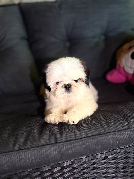 Shih tzu cu pedigree