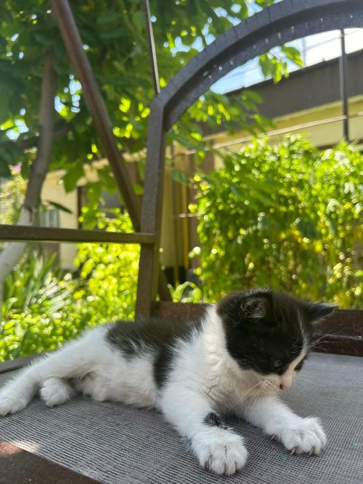 Котенок в хорошие руки.