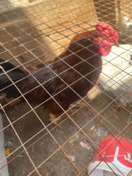 Петух город сатпаев