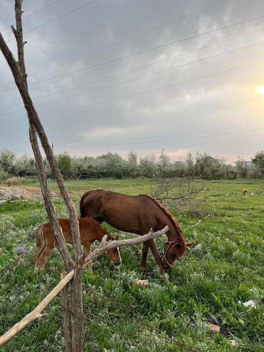 Бие сатылады срочна