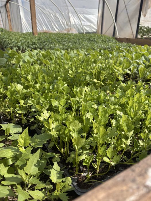 Răsaduri de vanzare